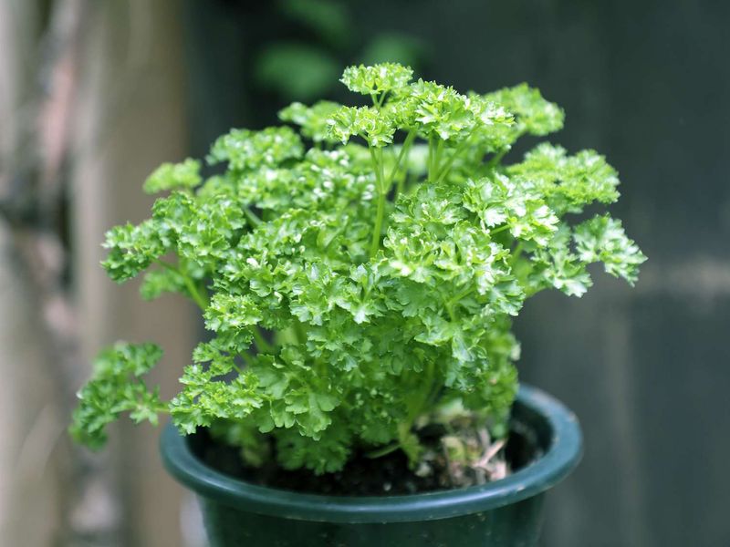 Parsley Feeds You And The Butterflies