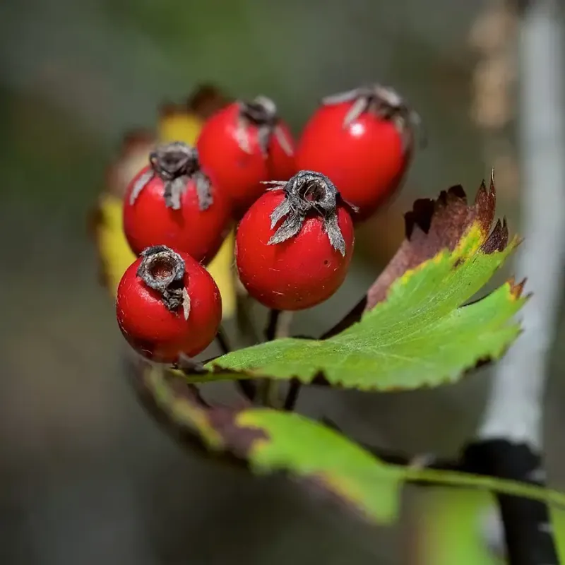 Parsley Hawthorn For A Small Native Tree Parsley Hawthorn For A Small Native Tree