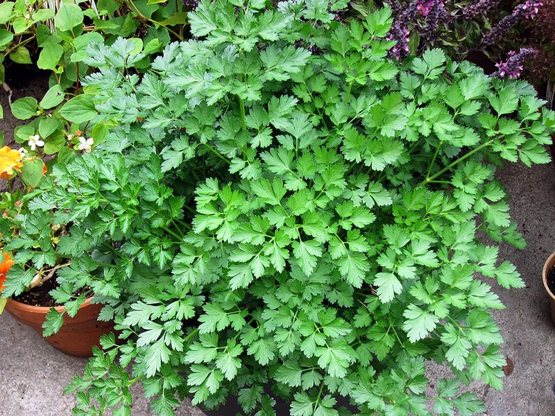 Parsley Thrives Through A Mild Winter