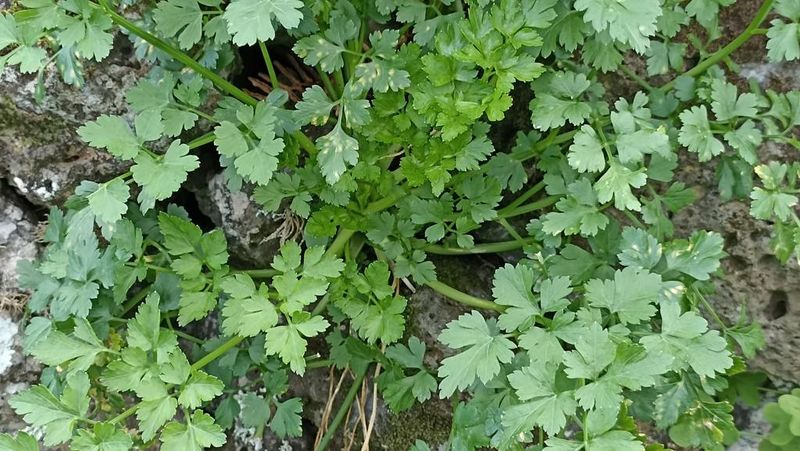 Parsley