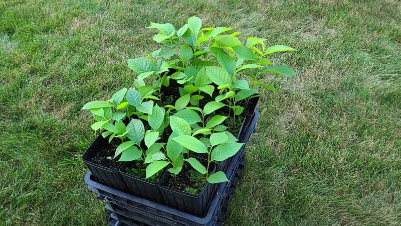 Partial Shade For First-Year Seedlings Partial Shade For First-Year Seedlings
