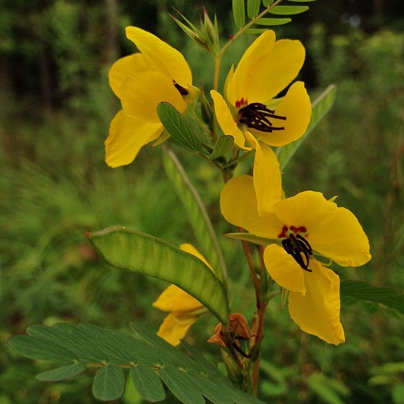 Partridge Pea