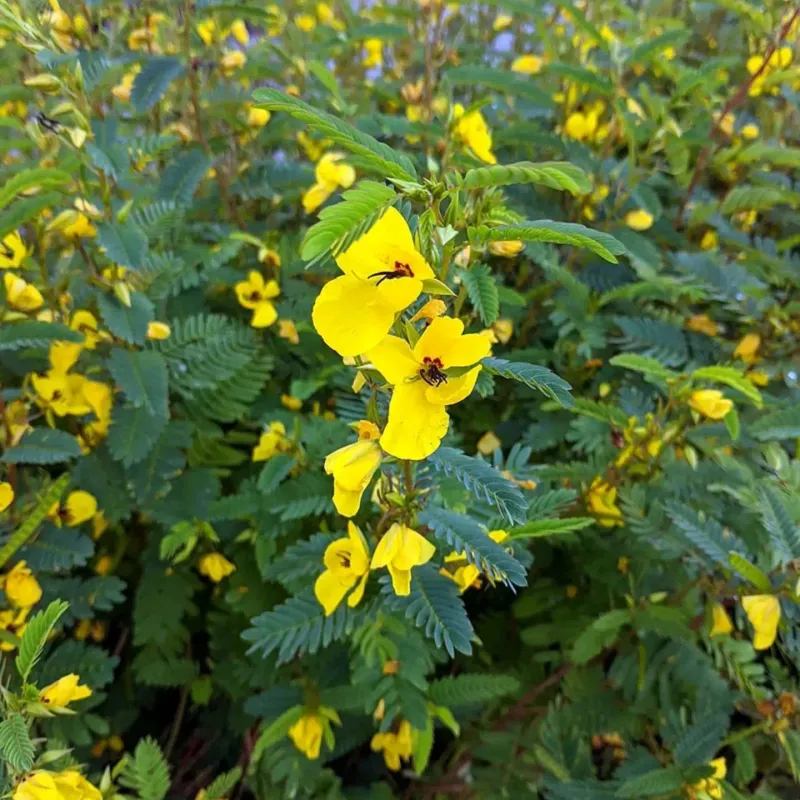 Partridge Pea's Leaf Nectar Glands Feed Ants And Wasps Partridge Pea's Leaf Nectar Glands Feed Ants And Wasps