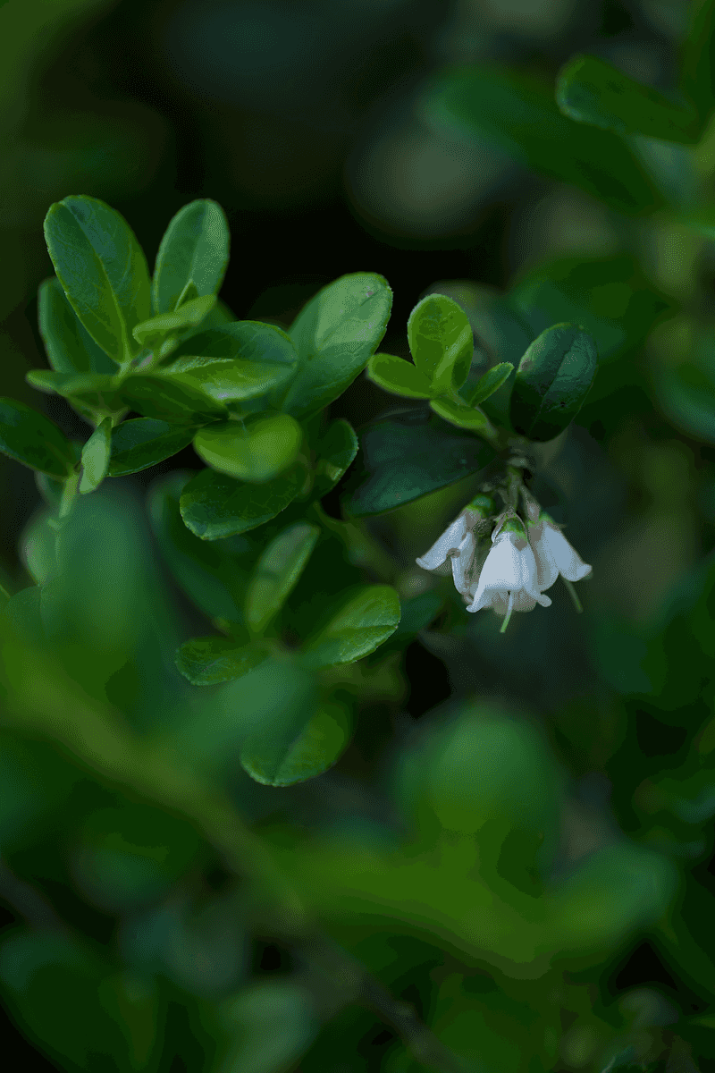 Partridgeberry For Tiny Spaces Partridgeberry For Tiny Spaces