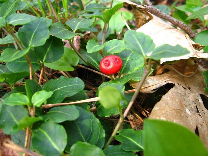 Partridgeberry Paints A Tiny Woodland Carpet Partridgeberry Paints A Tiny Woodland Carpet