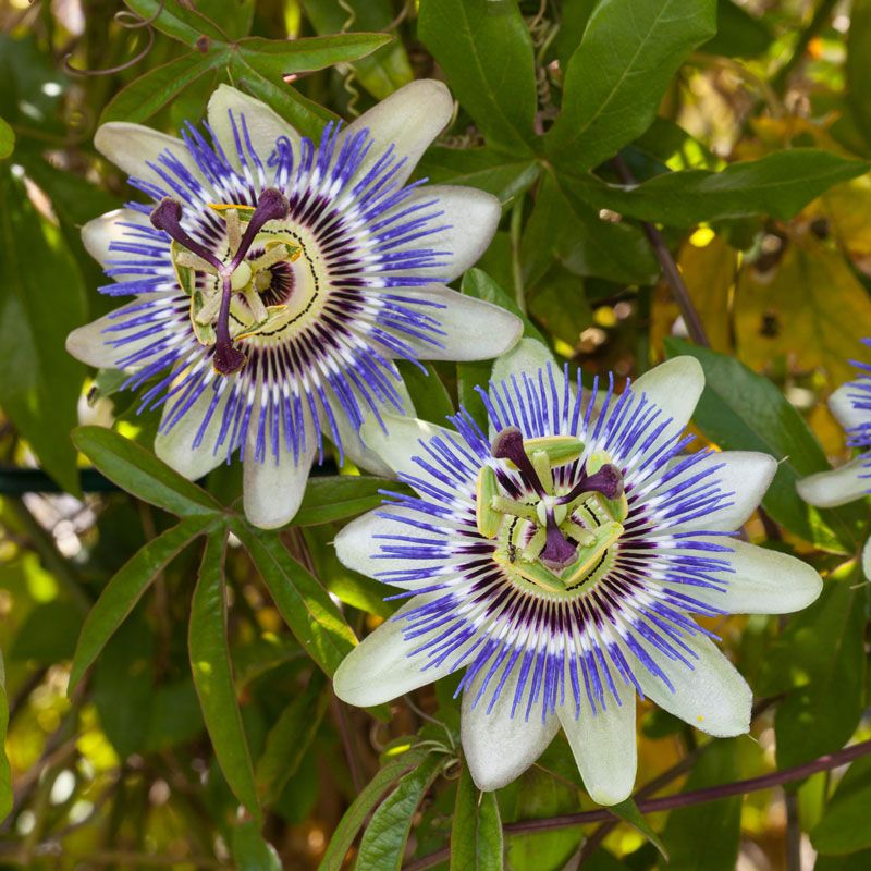 Passionflower, A Butterfly Nursery On Your Fence