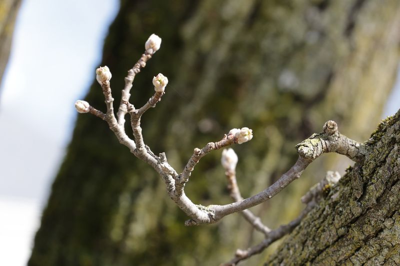 Past Strong El Niños Brought Mild Winters