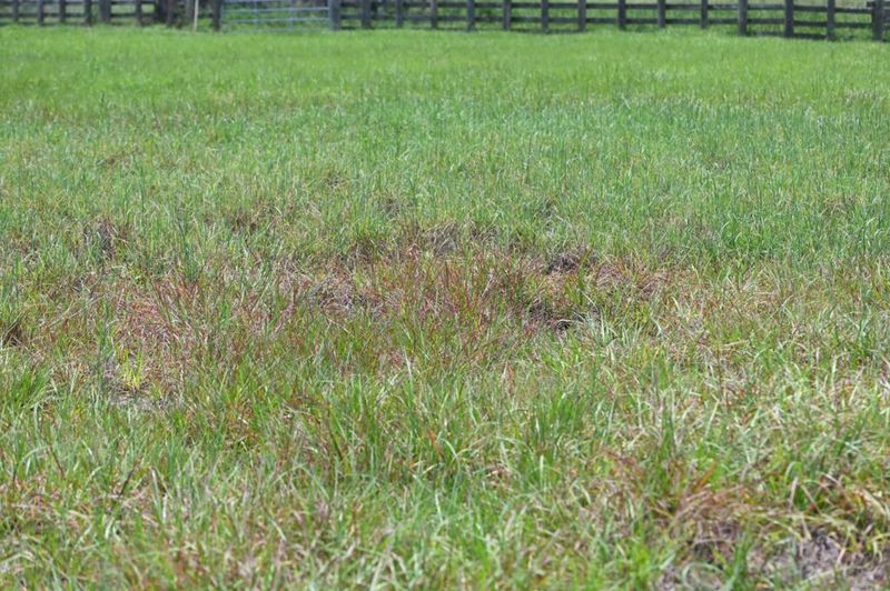 Pasture Mealybugs Have Recently Arrived In The Region