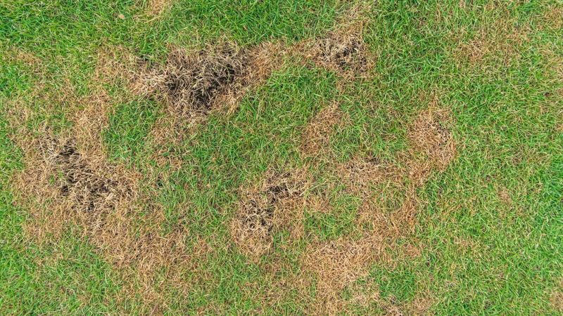 Patch Bare Spots With Fresh Grass Seed