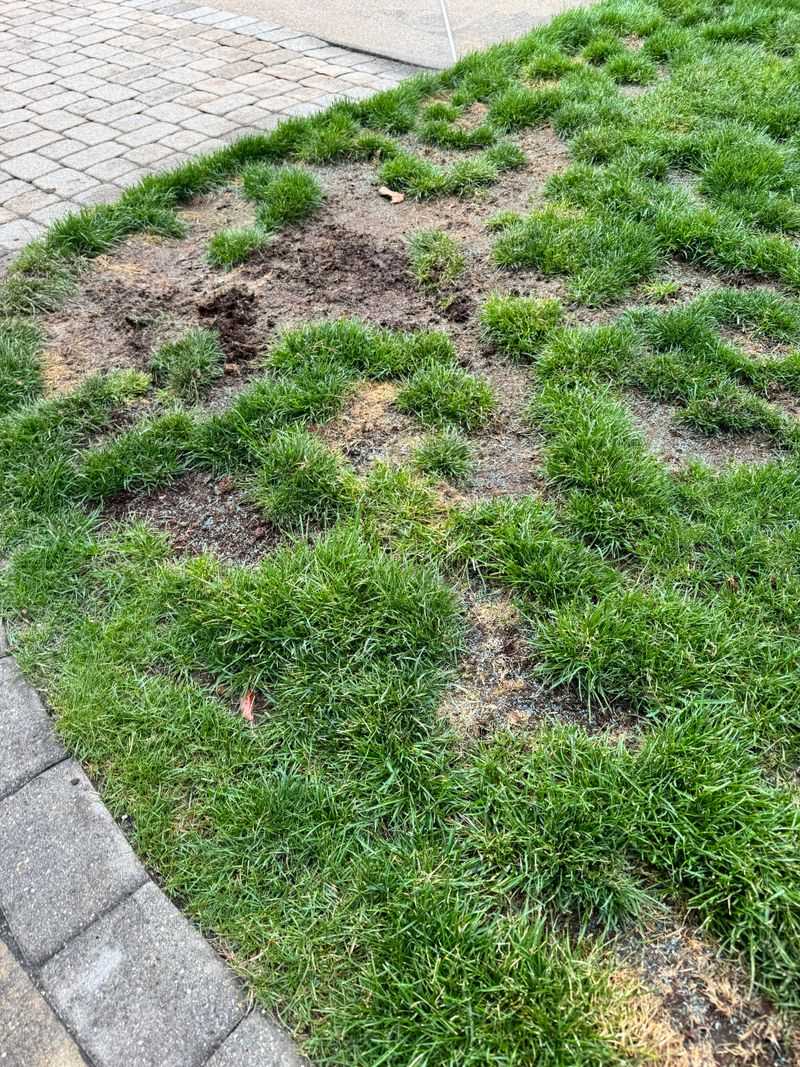 Patch Bare Spots With Fresh Plugs Patch Bare Spots With Fresh Plugs
