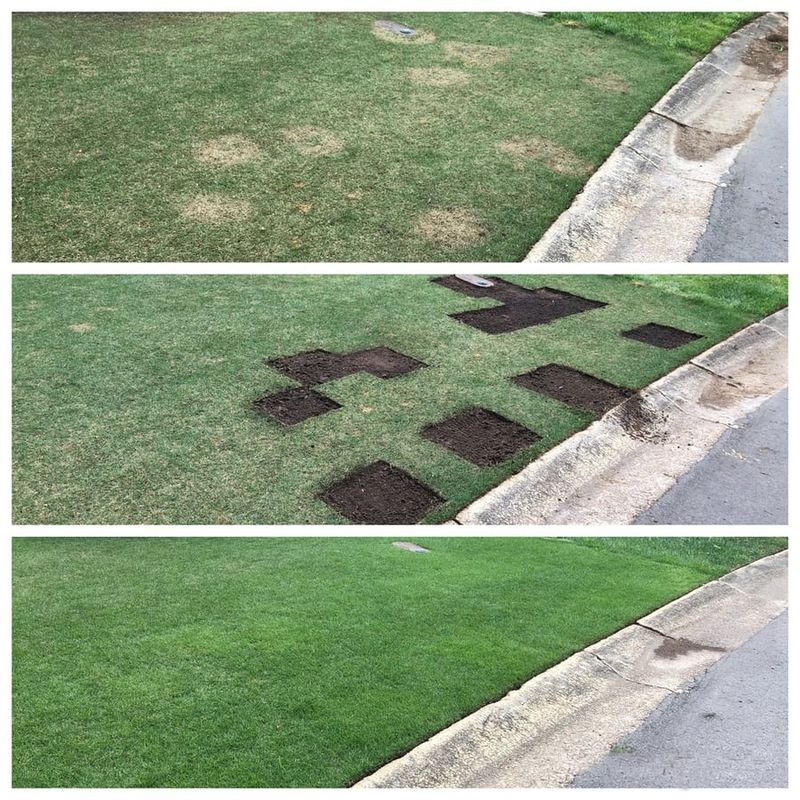 Patch Bare Spots With Sod Or Plugs