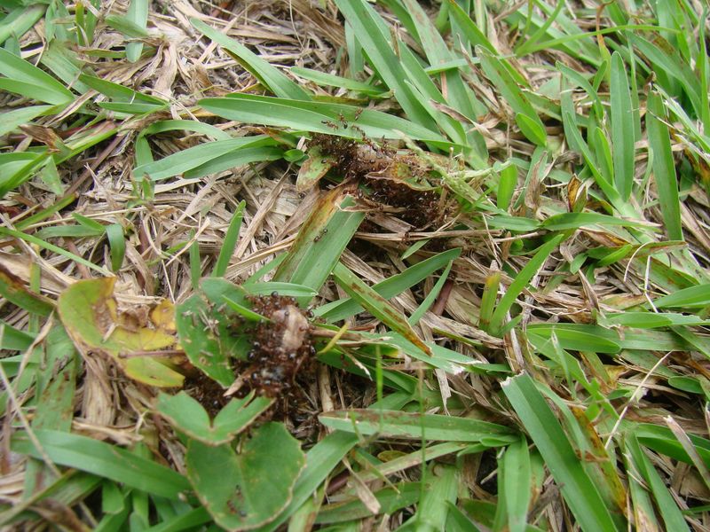 Patches Can Look As If They Were Mowed Far Too Low