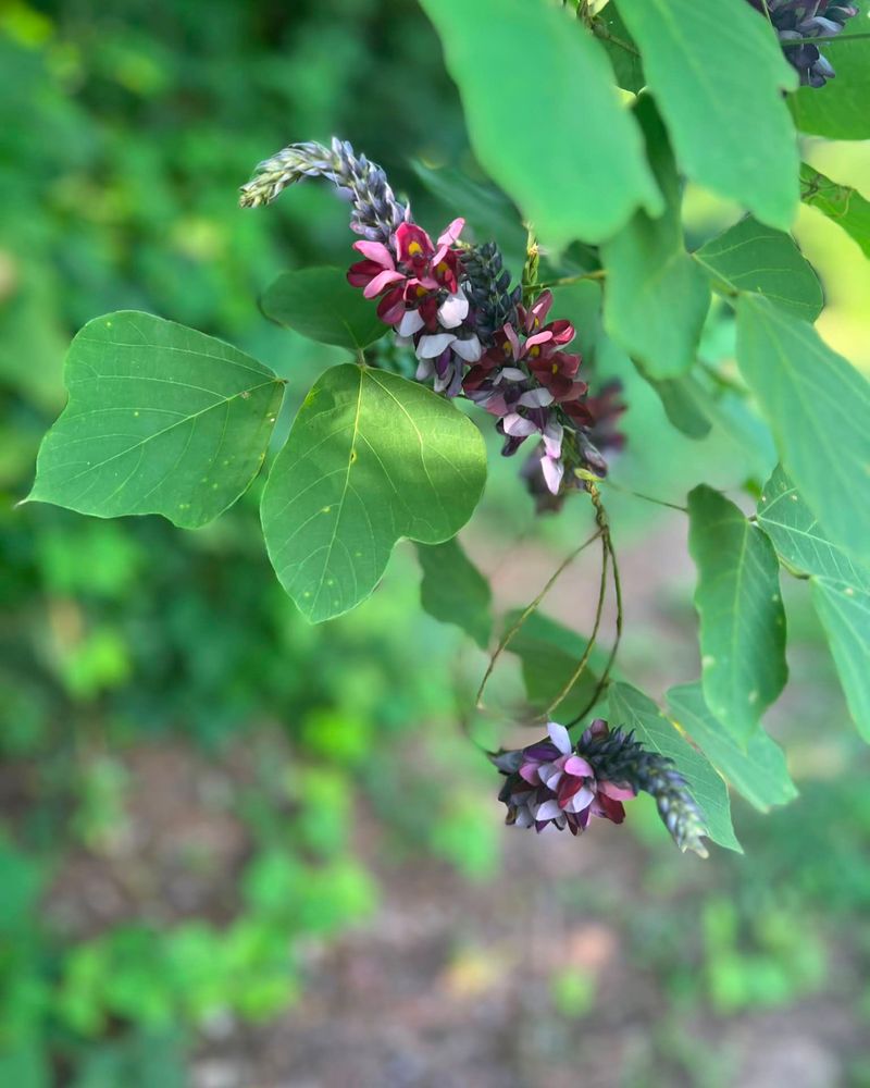Patches Typically Need Follow-Up Over Several Seasons