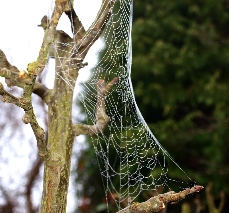 Paths Are Natural Insect Flyways