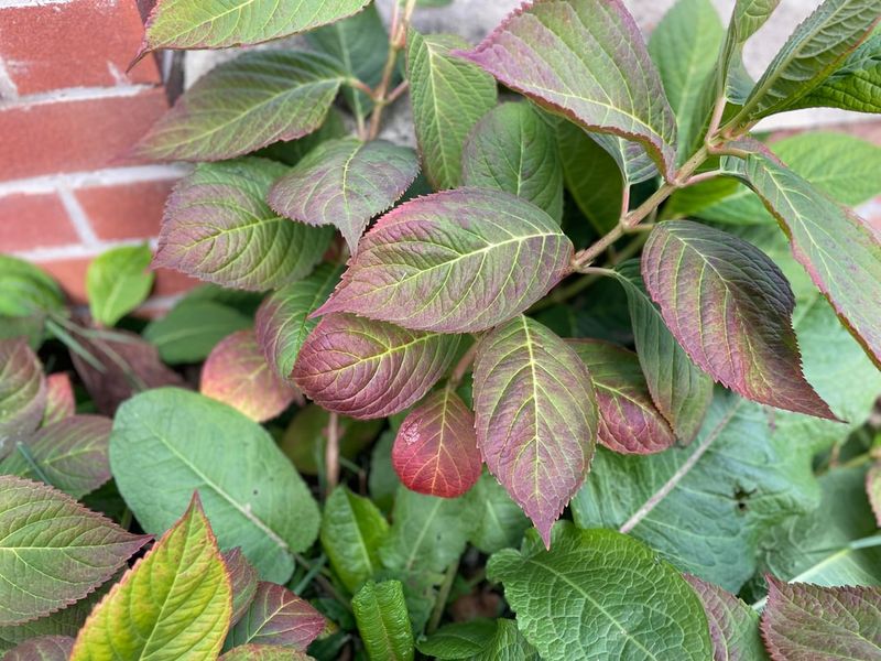 Patience, Since Fall Browning Is Normal