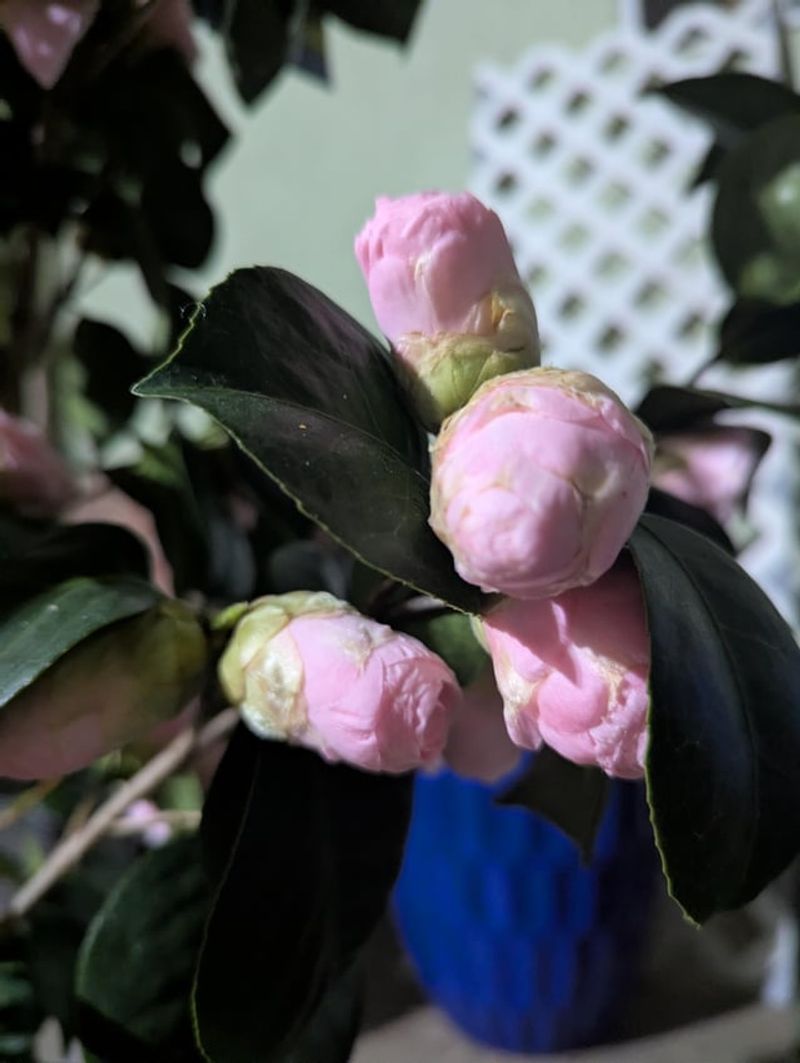 Patience When A Few Buds Drop Patience When A Few Buds Drop