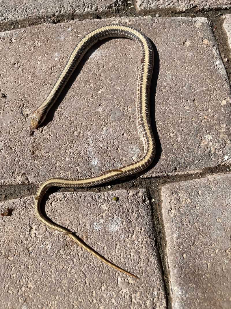 Pavement Holds Heat Longer Than Grass Or Soil