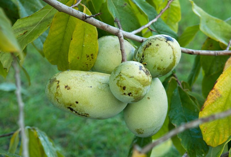 Pawpaw Settles In After Its Feast Pawpaw Settles In After Its Feast