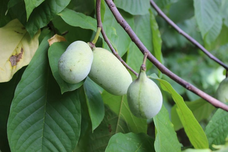 Pawpaw Trees Actually Need Cold Winters to Make Fruit Pawpaw Trees Actually Need Cold Winters to Make Fruit
