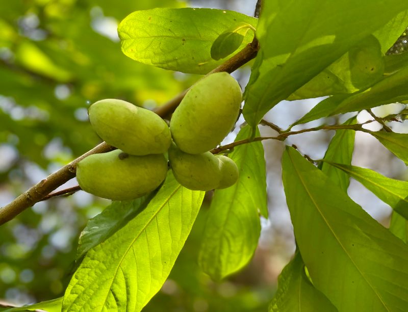 Pawpaw 