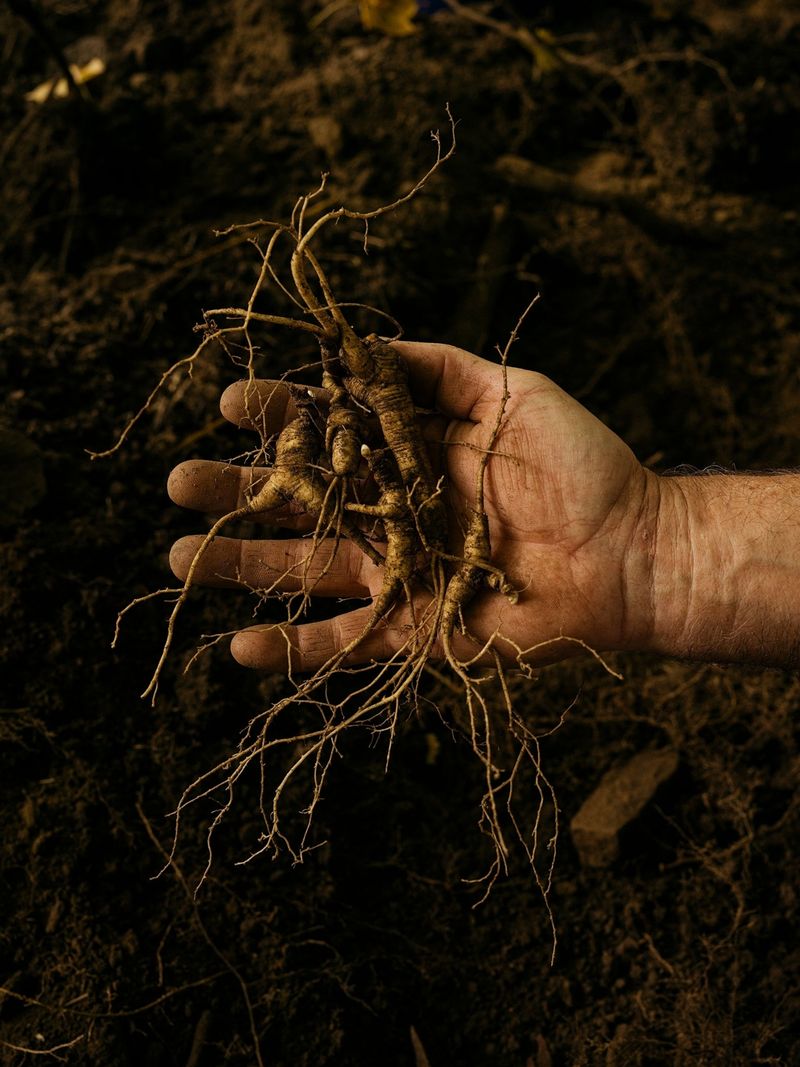 Payoff Of Careful Harvest Habits