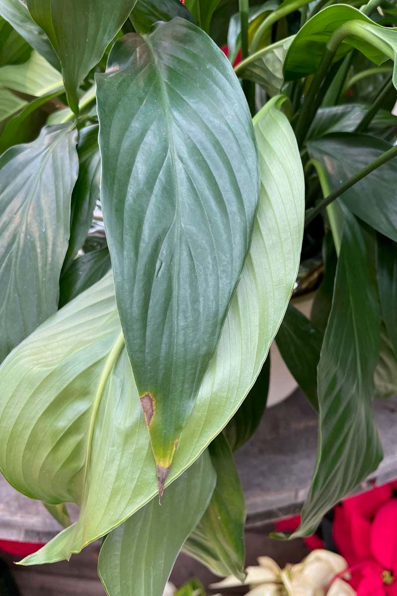 Peace Lilies Show Damage At Leaf Tips And Edges Peace Lilies Show Damage At Leaf Tips And Edges