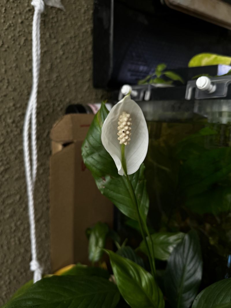 Peace Lily Can Still Bloom Without A Window