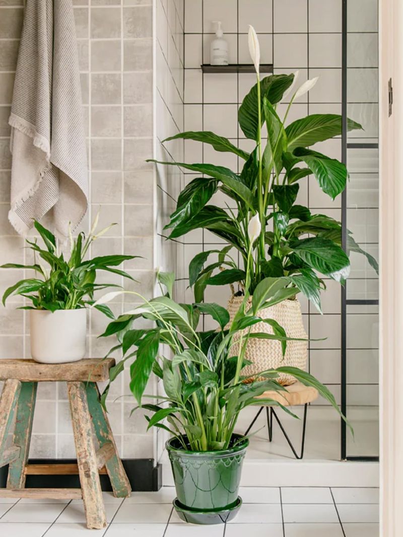 Peace Lily For Low Light With Steady Moisture