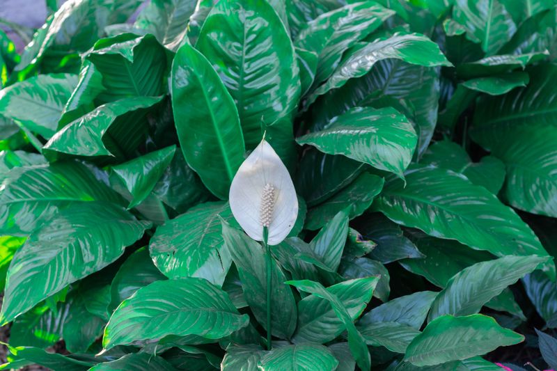 Peace Lily Isn't A True Lily, But It's Still Harmful Peace Lily Isn't A True Lily, But It's Still Harmful
