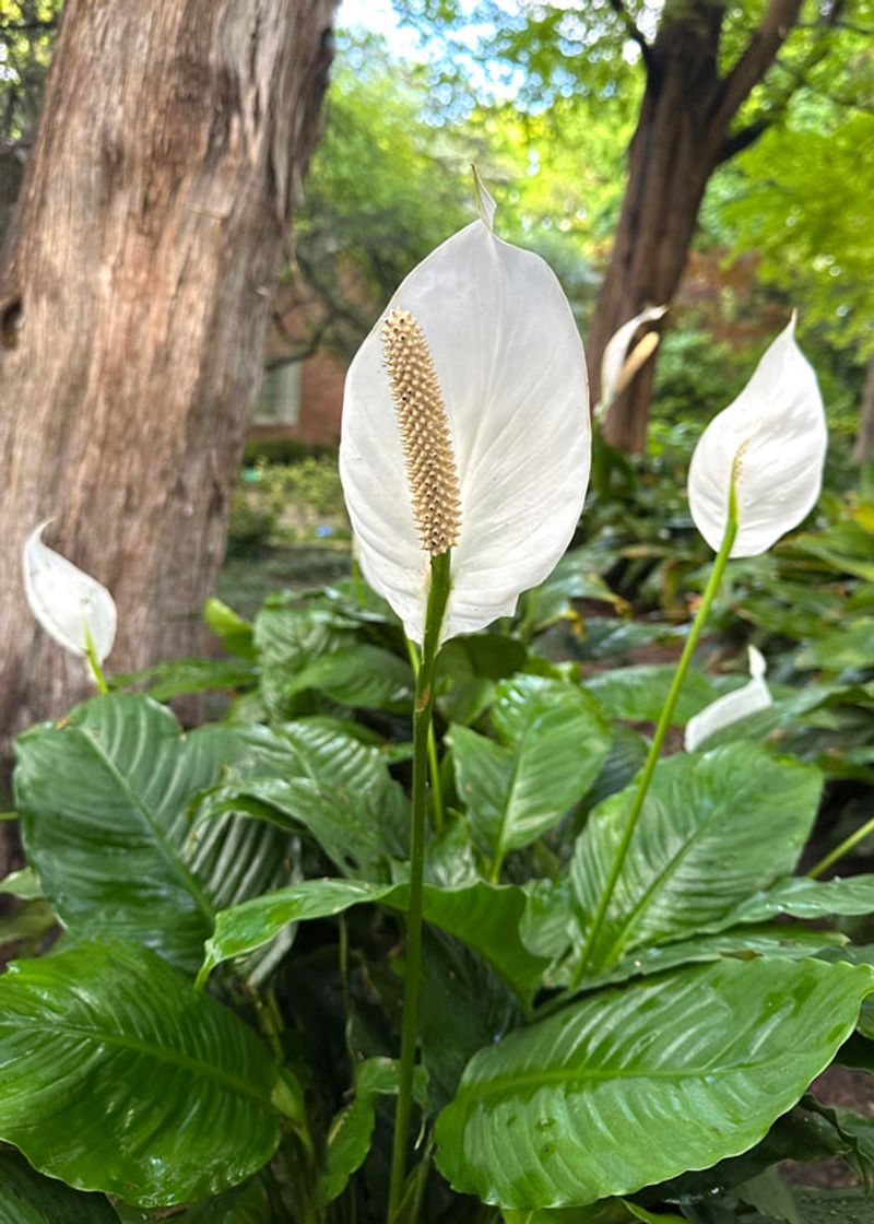 Peace Lily Peace Lily