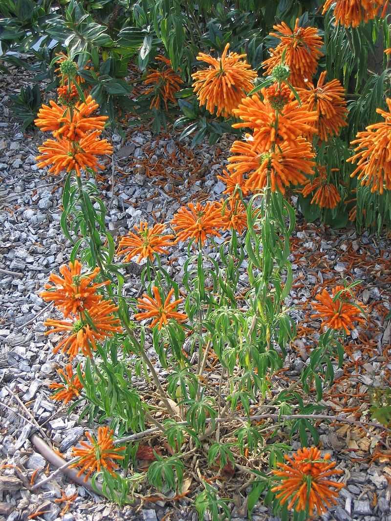 Peak Flowering Arrives From Late Summer Until Frost Peak Flowering Arrives From Late Summer Until Frost