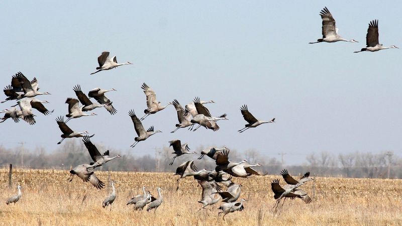 Peak Numbers Arrive In Late Fall