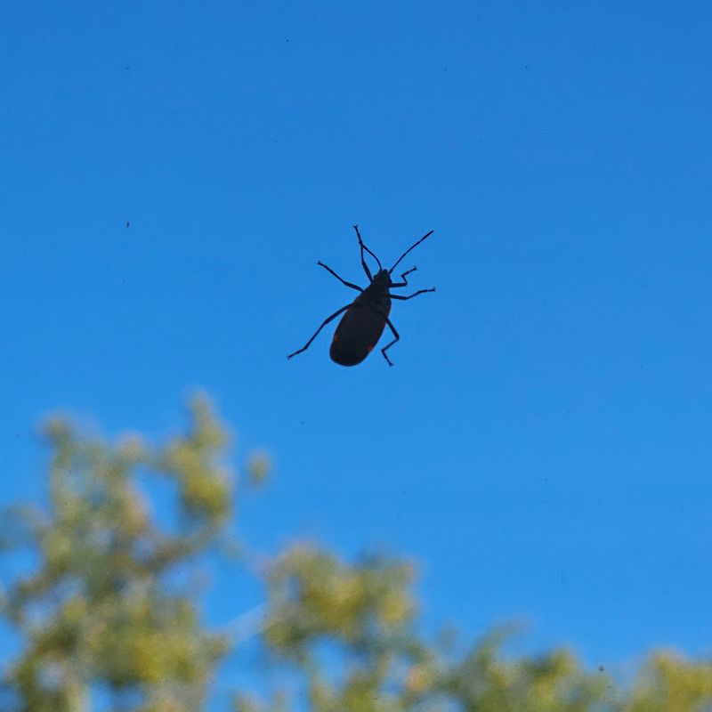 Peak Season For Uninvited Houseguests