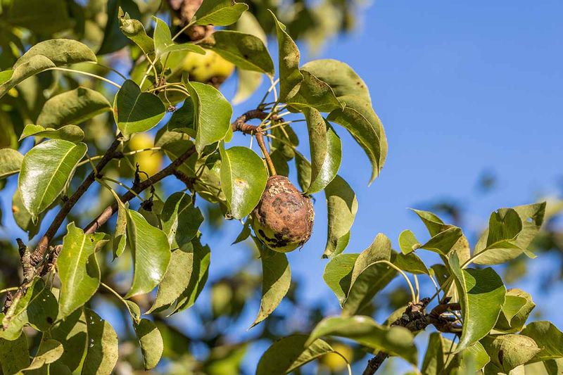 Pear Scab Survives The Winter In Fallen Leaves