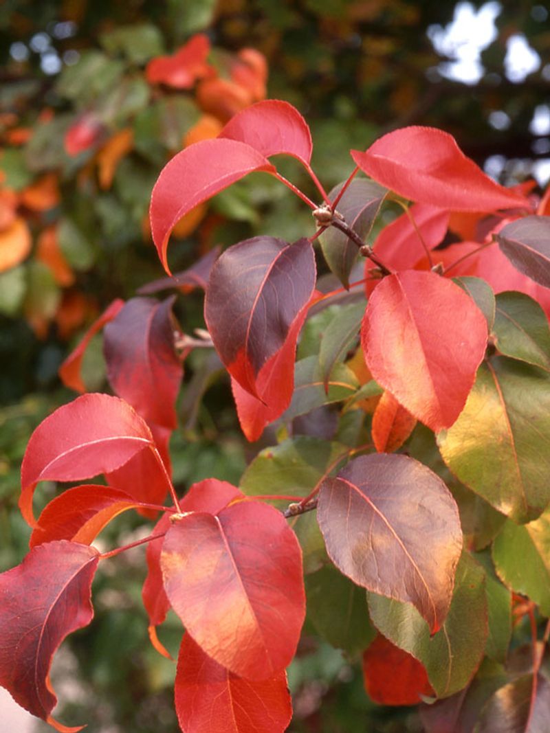 Pear Trees Need Less As Days Shorten Pear Trees Need Less As Days Shorten