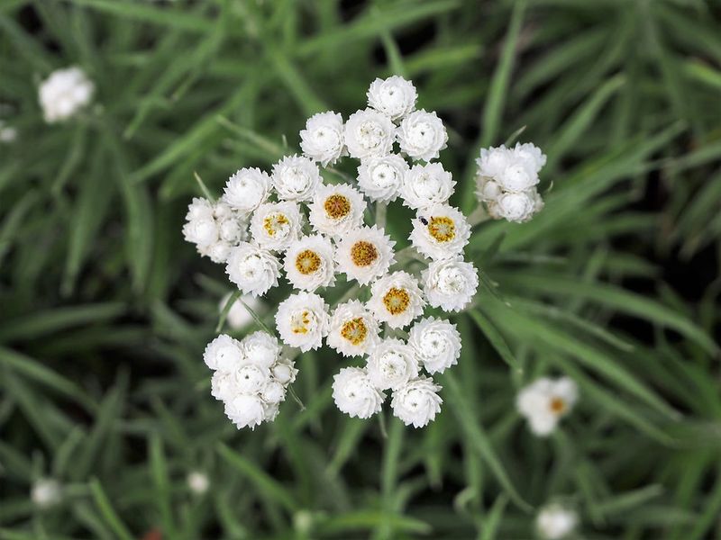 Pearly Everlasting Pearly Everlasting