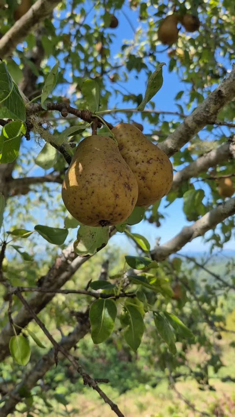 Pears Slow Down With Grace Pears Slow Down With Grace