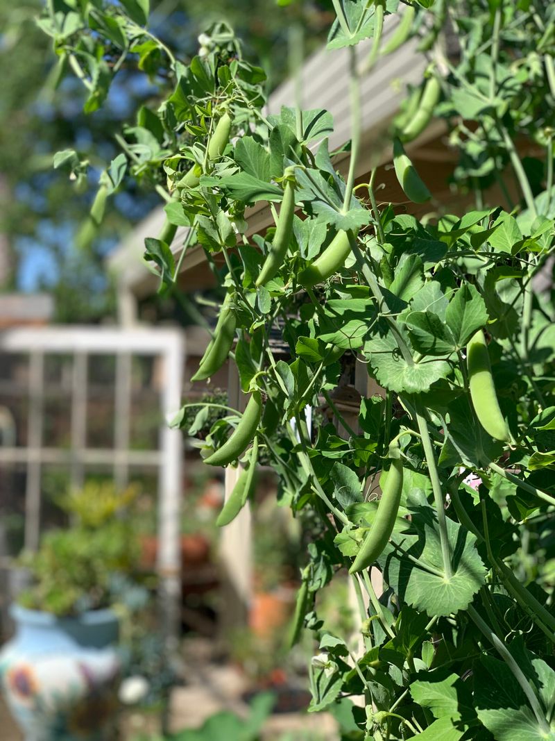 Peas Peas
