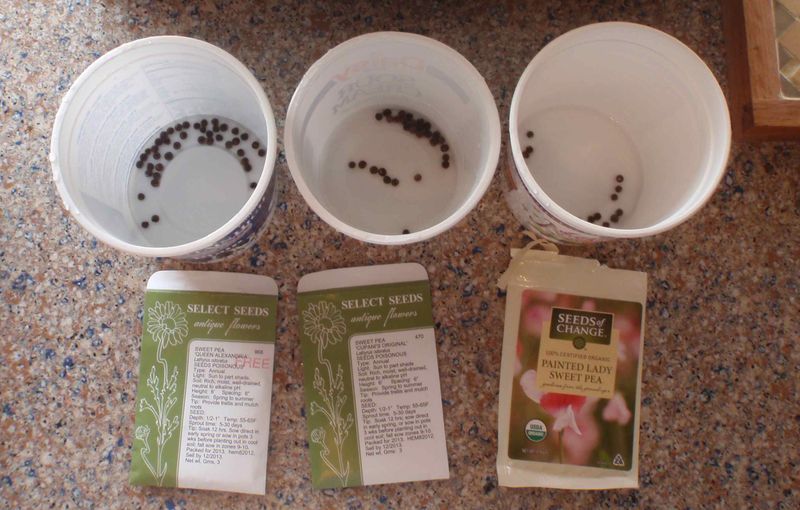 Peas Love An Overnight Bath In Springs Peas Love An Overnight Bath In Springs