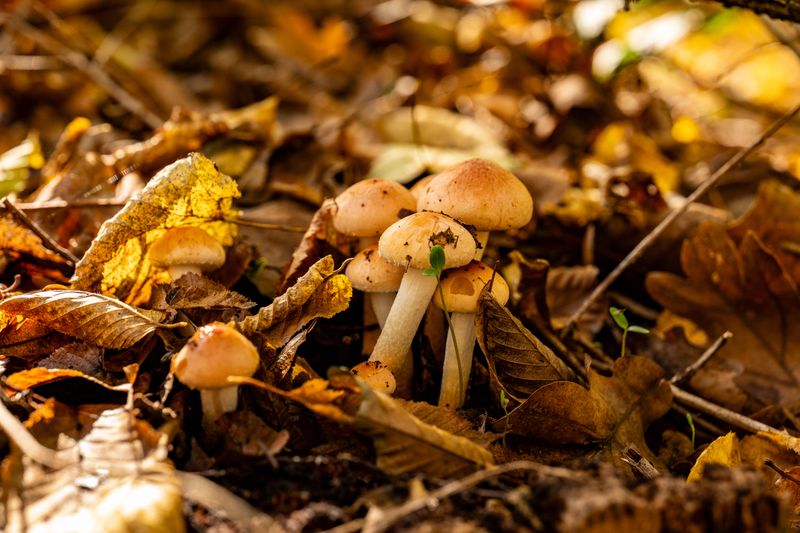 Pecan Leaf Litter Feeds a Crop of Busy Mushrooms