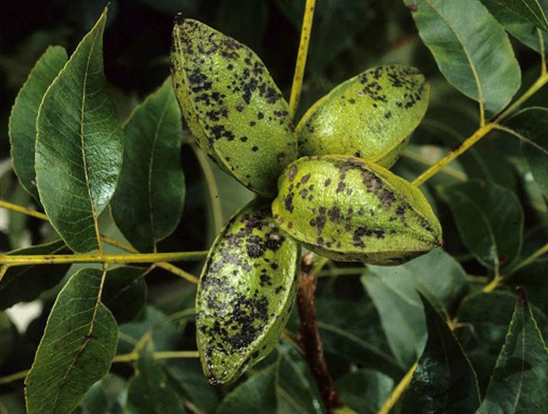 Pecan Scab Covers Shucks In Black Spots