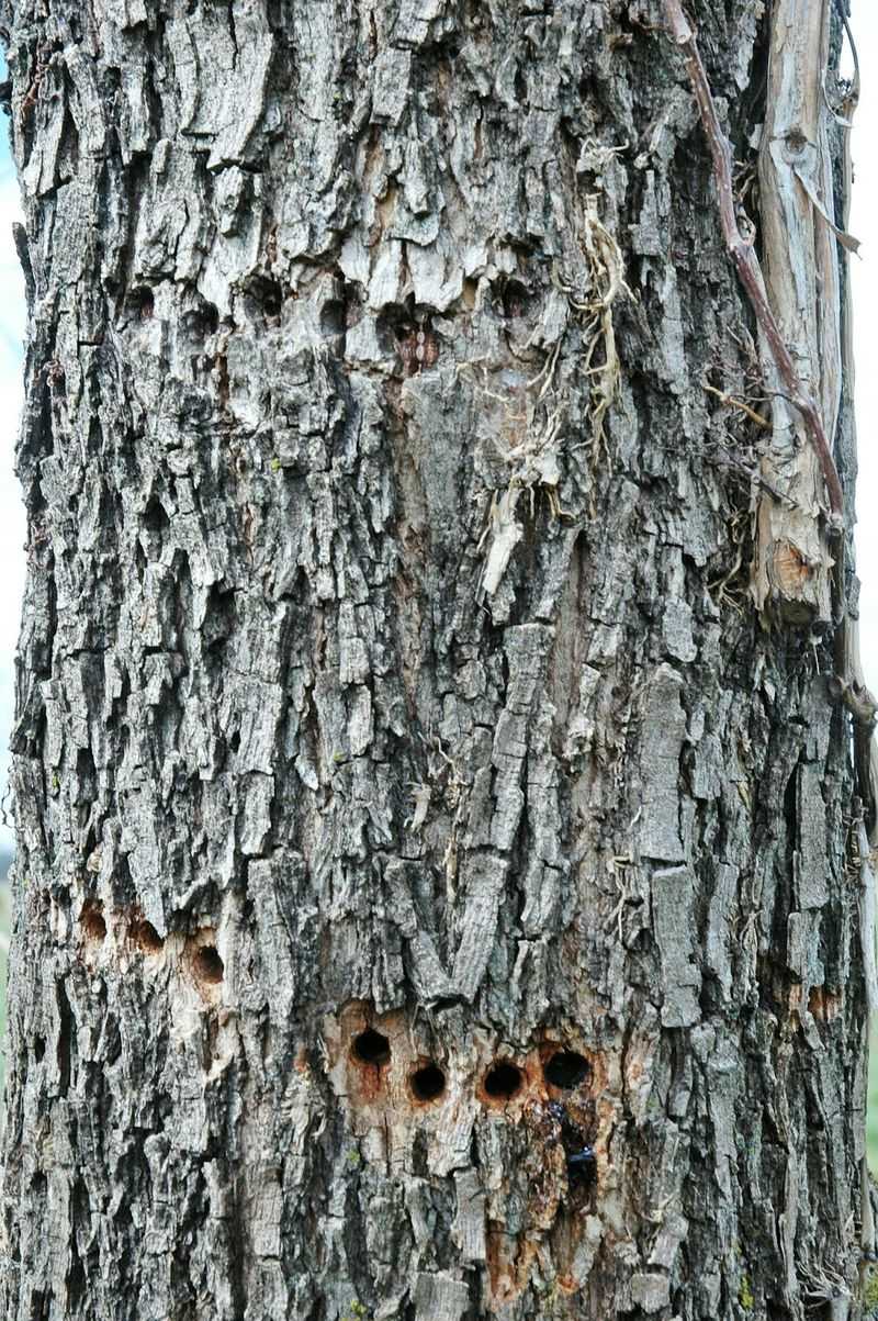 Pecans, Maples, And Fruit Trees Are Common Feeding Targets Pecans, Maples, And Fruit Trees Are Common Feeding Targets