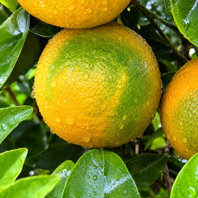Peel color can mislead Arizona growers