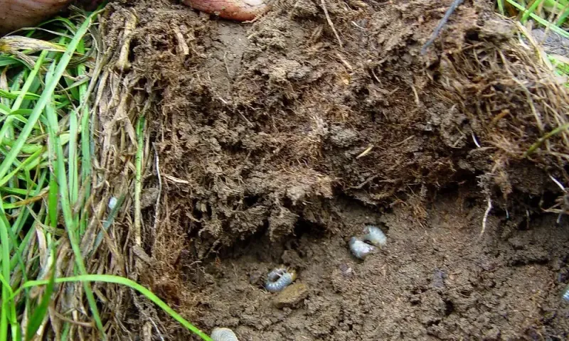 Peeling Back A Square Of Turf Shows What's Underneath