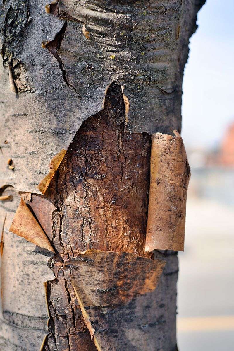Peeling Bark As A Bat Hideout