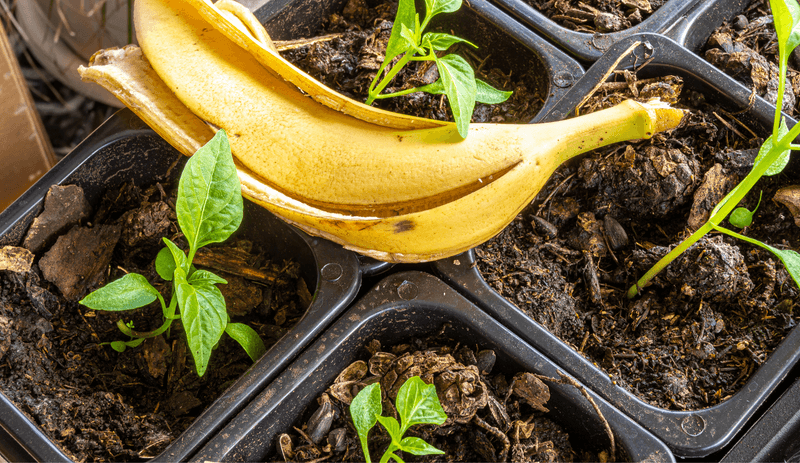 Peels Do Contain Potassium Peels Do Contain Potassium