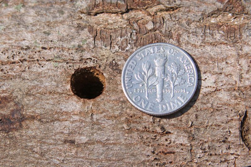 Pencil-Sized Round Holes Can Signal Asian Longhorned Beetle