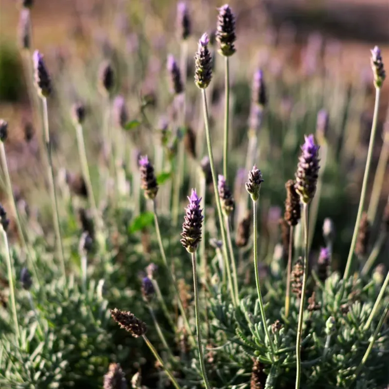 Pennsylvania Lavender Needs Different Fall Treatment Than Most Perennials