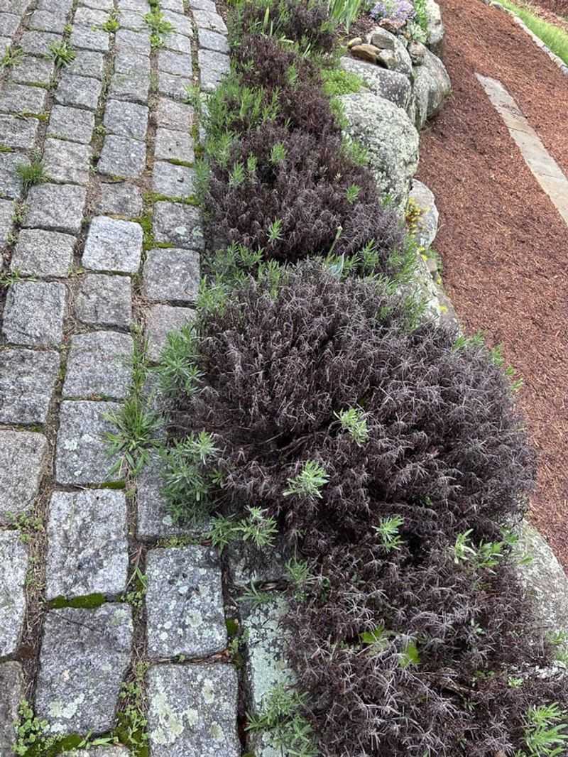Pennsylvania Lavender Spring Struggles Often Start In October