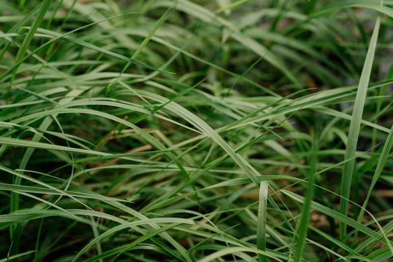 Pennsylvania Sedge Handles Dry Shade